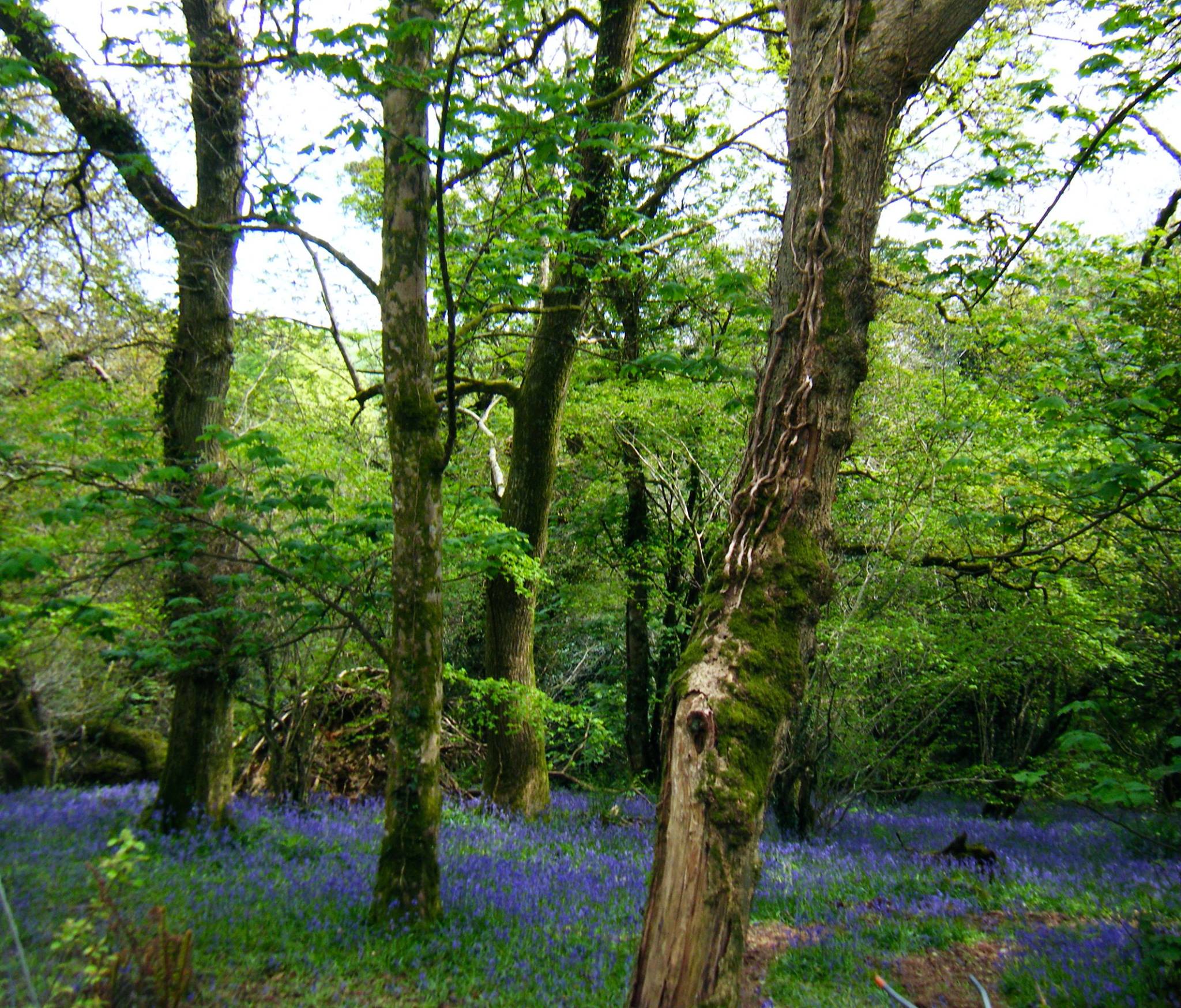 blue woods