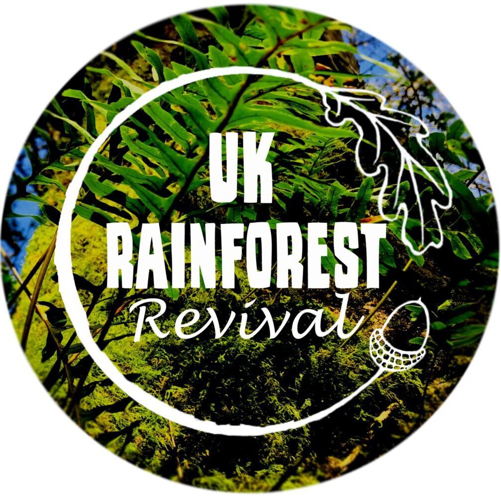 UK Rainforest Revival Tree Ferns